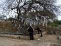 18 Agios Solomonis Catacomb Baum