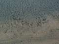 55 Krebse im Sand