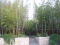 9672 Bambusplantage