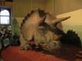 2469_Triceratops