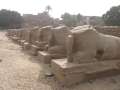 5124_Sphinx-Allee_Karnak