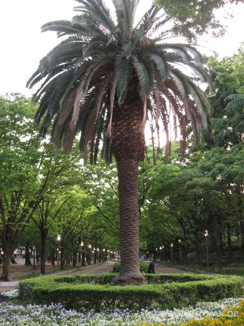 5337_Otsubo-Park