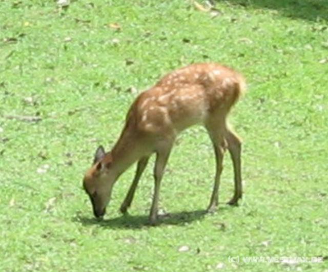 9217_Deer