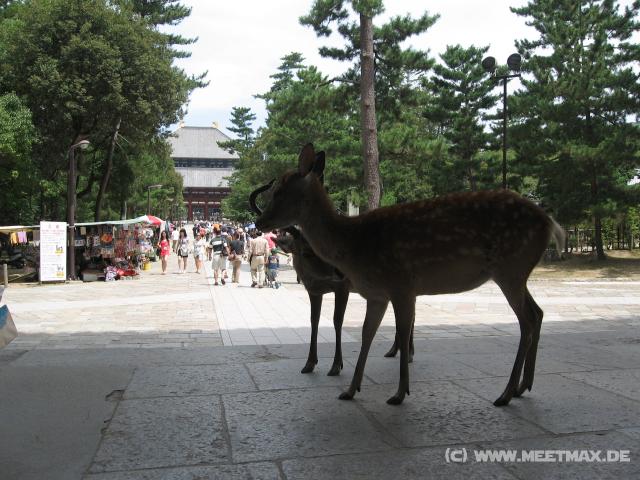 9227_Deer