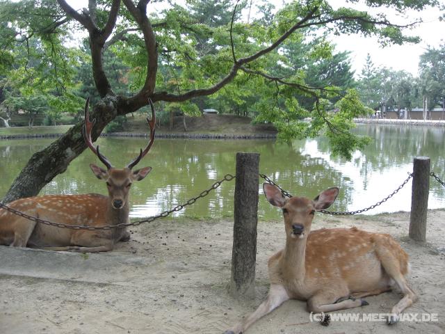 9264_Deer