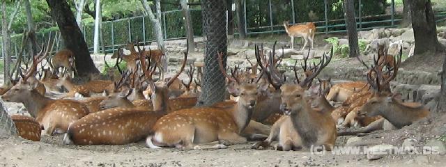 9268_Deer
