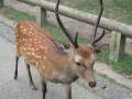 9204_Deer