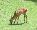 9217_Deer