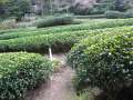 3172_Tea_plantation
