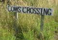 2087_Cows_crossing