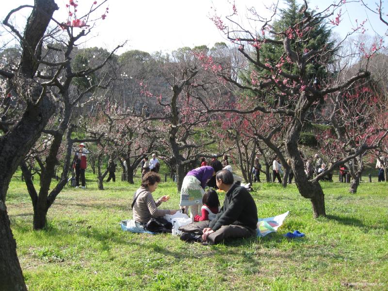 3663_Hanami_picnic