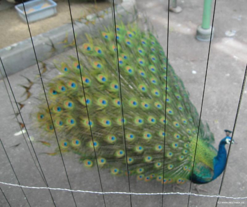 4705_Peacock