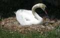 8566_Swan
