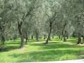 8571_Olive_trees