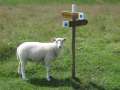 0738_Sheep_guide