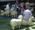 0971_Dutch_sheep
