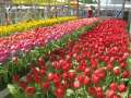 0994_Dutch_tulips