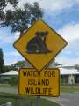 6195_Koala_wildlife_sign