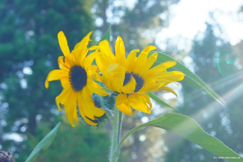 0025a_Sunflower