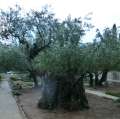 0673_Ancient_olive_trees