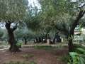 0675_Garden_of_Gethsemane