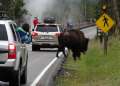 0627_Road_bison