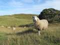 1143_Sheep