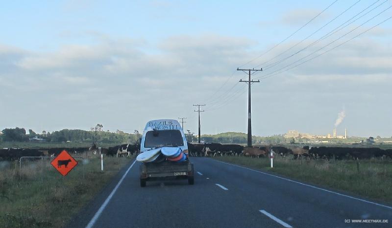 1360_Cows_passing
