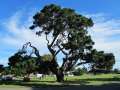 1863_Big_tree