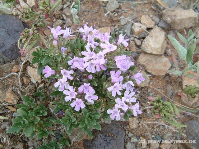 0842_Natur