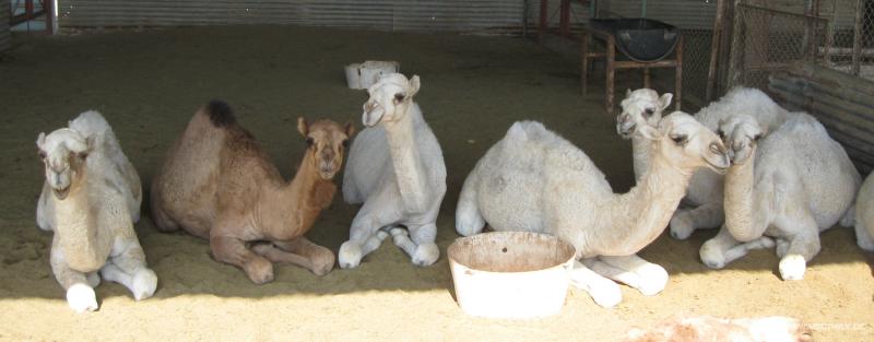 8081_Camel_farm