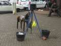 2351_Horse_camera