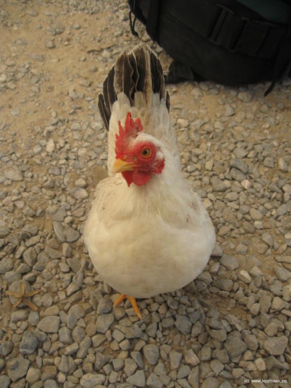 4609_Chicken