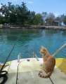 1265_Boat_cat