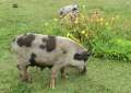 1193_Pigs